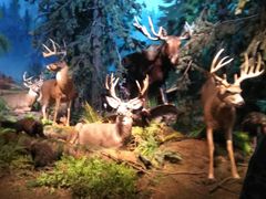 -贝林大翅鲸简餐厅(国家海洋博物馆店)