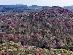 -贵州百里杜鹃风景名胜区