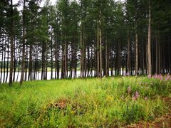 -塞罕坝国家级自然保护区