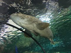 -悉尼海洋生物水族馆