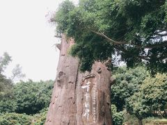 -青青世界