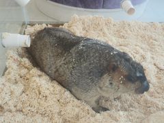 -怪兽屋·羊驼·猫咖·狗咖(俊华广场店)