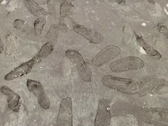 -启东黄金海滩景区