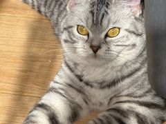 -瑞派福兴宠物医院犬猫全科·骨科·中西医结合(河东店)