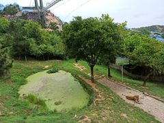 -西霞口神雕山野生动物世界