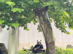 -卧龙中华大熊猫苑神树坪基地