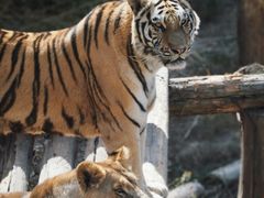 -泉州海丝野生动物世界