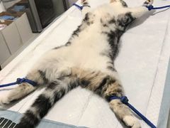 -灵美宠物诊所