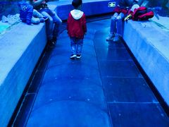 -芜湖新华联大白鲸海洋公园