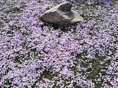 -南通洲际绿博园