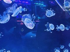 景点-上海海昌海洋公园