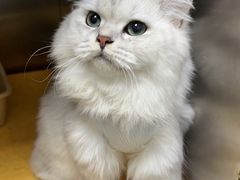 -创凡宠物医院·骨专科  猫科中心(西乡分院)