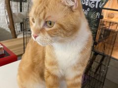 -平行世界·猫咖(首经贸店)