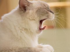 -猫和宫(六道口店)
