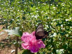 -前小桔亲子创意农场·草莓采摘·露营烧烤