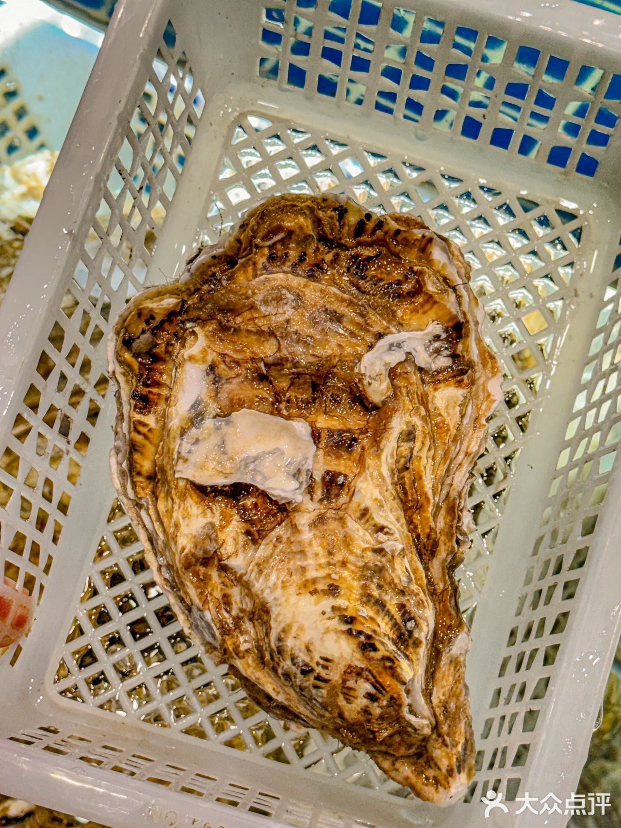 人生建议：去吃一次，节省一次去宁波的钱