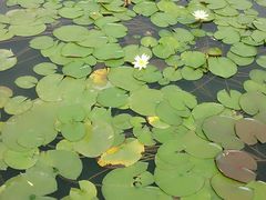 android_upload_pic-泗洪洪泽湖湿地景区