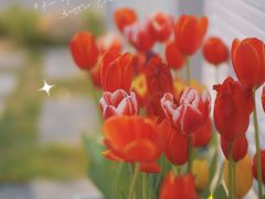 -循礼门鲜花花市(武汉循礼门店)