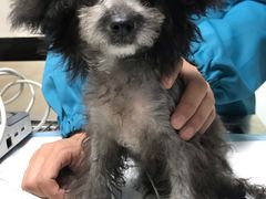 -安安宠医·安宠宠物医院