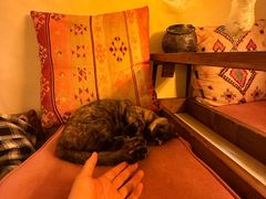 -Sirena海妖日咖夜酒