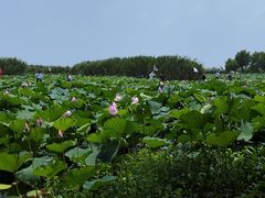 -洪湖生态旅游区