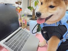 -翊宠yipet猫狗购宠庄园犬舍•猫舍