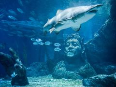 -暹罗海洋世界