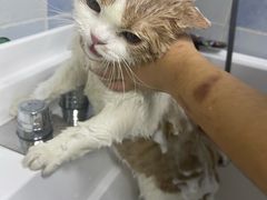 -老吴的猫·猫舍(新区店)