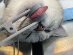 -关爱宠物医院·猫科中心·消化科(滨湖万达分院)