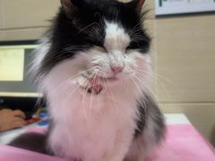 -北京观赏动物医院·24小时大型综合·猫专科·异宠专科