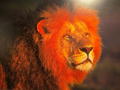 -罗红摄影艺术馆