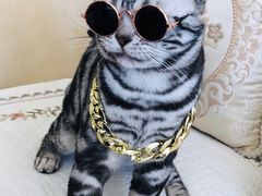 -猫大福·Fortune Cat猫舍(百子湾店)