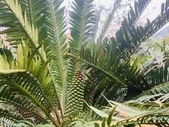 -深圳仙湖植物园