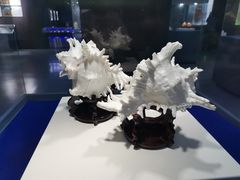 -贝壳王国博物馆