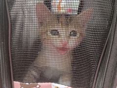 -瑞鹏宠物医院·骨科·猫科·内科(第一中心)