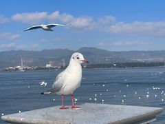 -海埂大坝