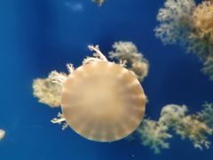 -海合安武汉极地海洋公园