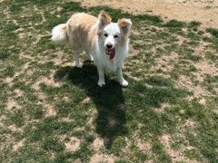 -趣玩宠物乐园寄养训犬训狗游泳池
