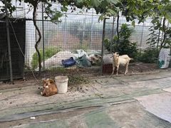 -马陆小张葡萄园农家乐