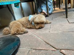 -半坡九号老挝冰咖啡