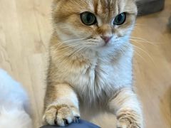 -有喵·猫咖·狗咖·30几只猫10只小狗(岗厦店)