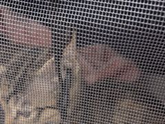 -爱妮康宠物医院·干细胞免疫细胞·肿瘤·心脏(张江店)