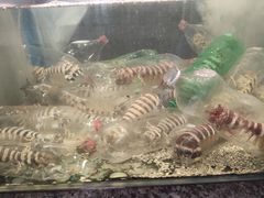 -Isla Sugbu Seafood City