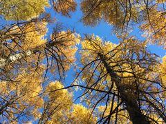 -塞罕坝国家级自然保护区