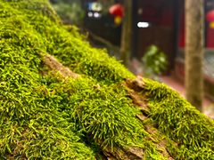 -老君山