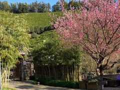 -心无尘茶餐馆(径山村店)