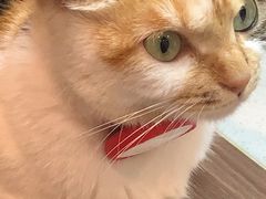 -Again Coffee Roaster(香蜜湖店)