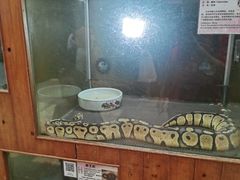 -上海大自然野生昆虫馆(东方明珠·爬宠昆虫探索中心)