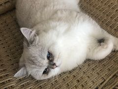 -喵屿·大理花园猫咖