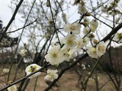 -香雪海